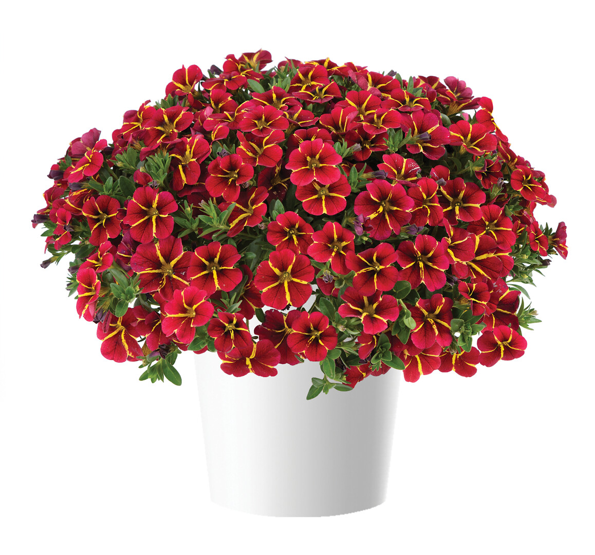 Calibrachoa Colibri™ Exotic Red Bling