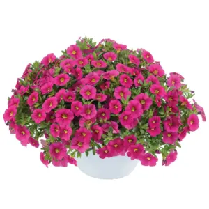 Calibrachoa Colibri™ Fuchsia