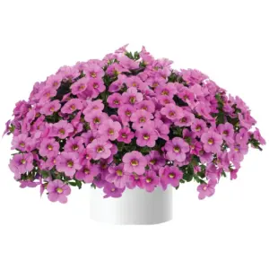 Calibrachoa Colibri™ Pink Flamingo