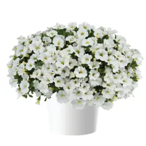 Calibrachoa Colibri™ Pure White