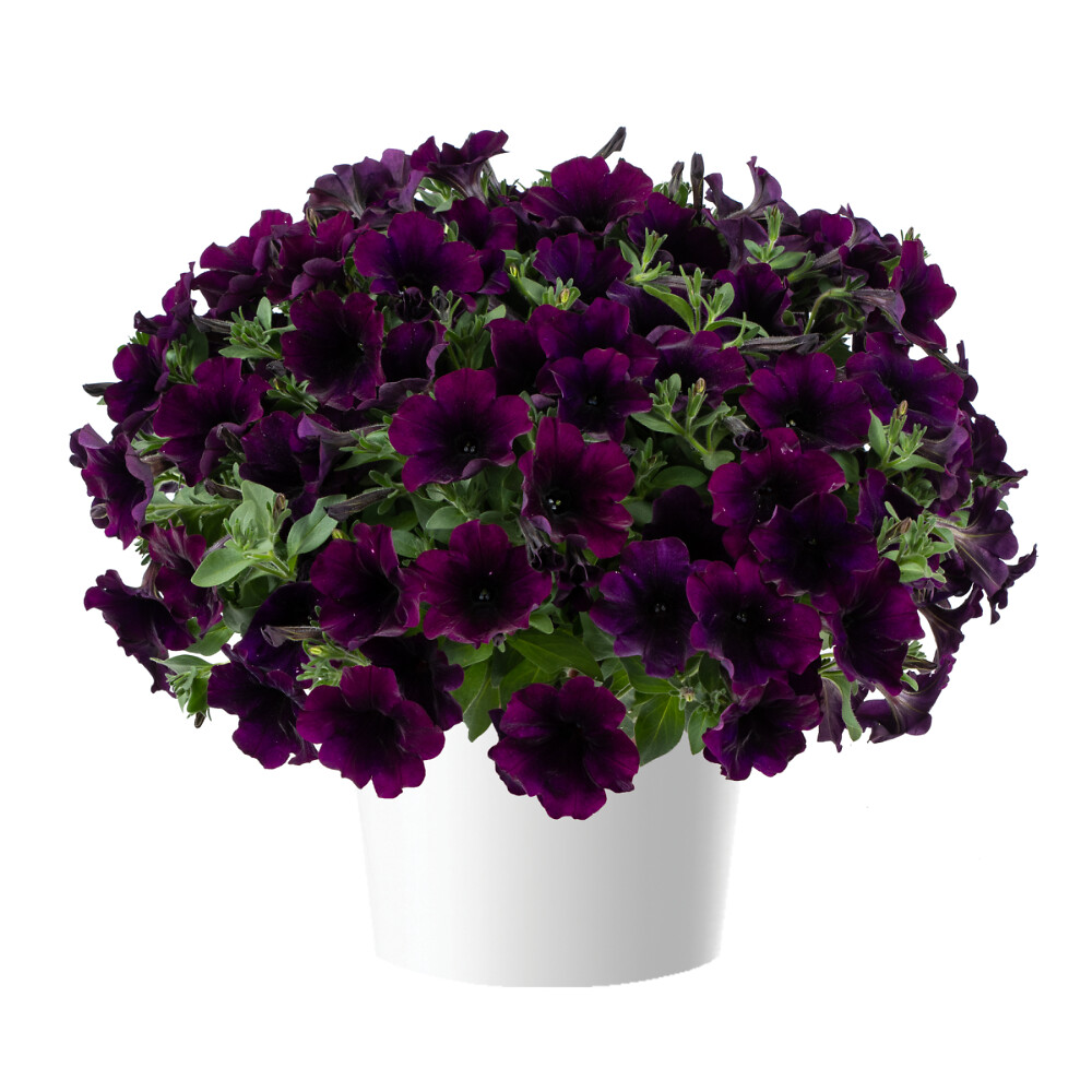Petunia x atkinsiana Capella™ Mulberry