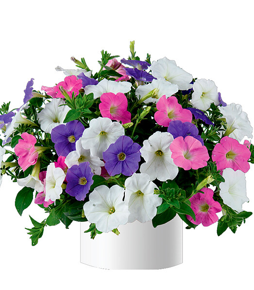 DURABELLA™ SPRING FLING