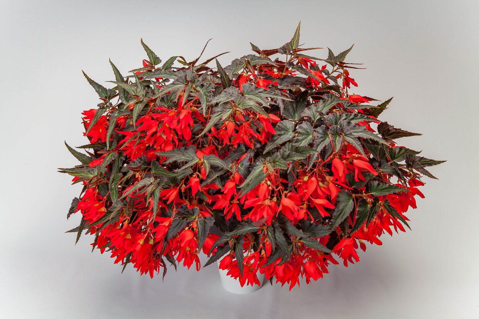 Begonia boliviensis Bossa Nova Night Fever Rosso