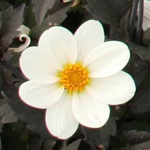 Dahlegria White