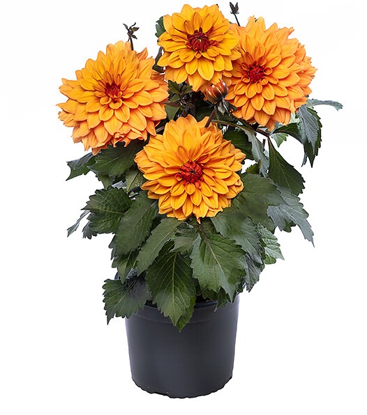 Dahlia x hortensis Sincerity Bronze Orange