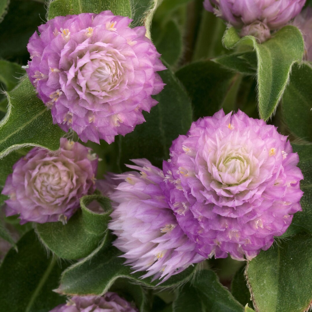 Gomphrena globosa Holly Pink