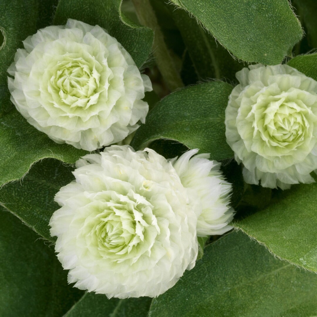 Gomphrena globosa Holly White