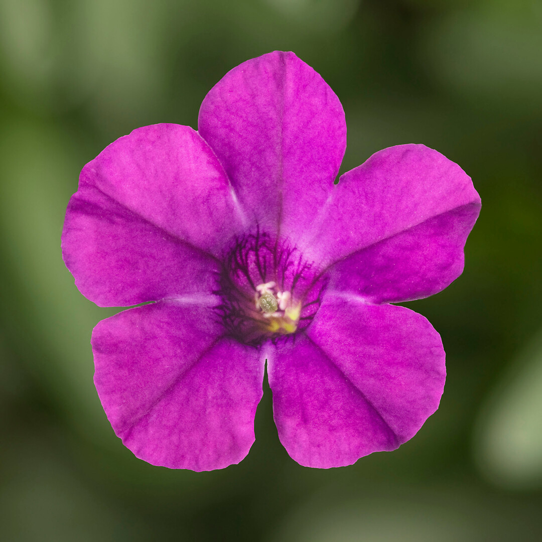 Petunia hybrid Itsy Purple
