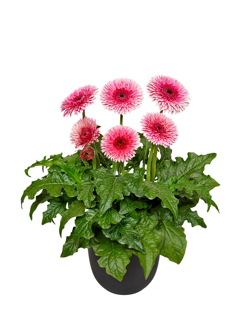 Gerbera hybrid Patio Gerbera Daintree