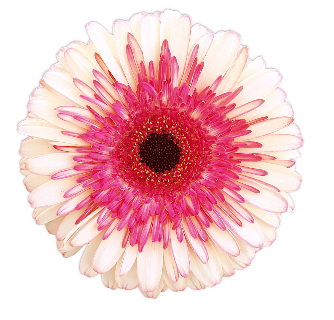 Gerbera hybrid Patio Gerbera Karoo