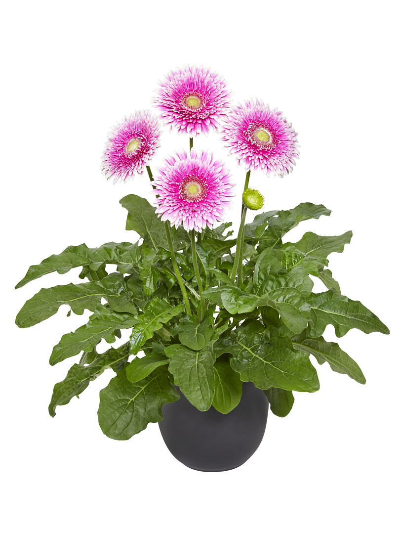 Gerbera hybrid Patio Gerbera Monte Viso