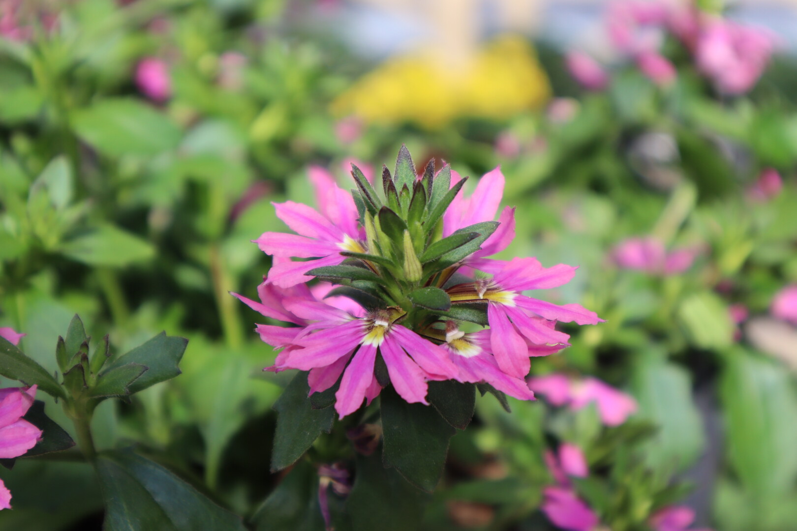 Scaevola aemula Deep Pink Touch™