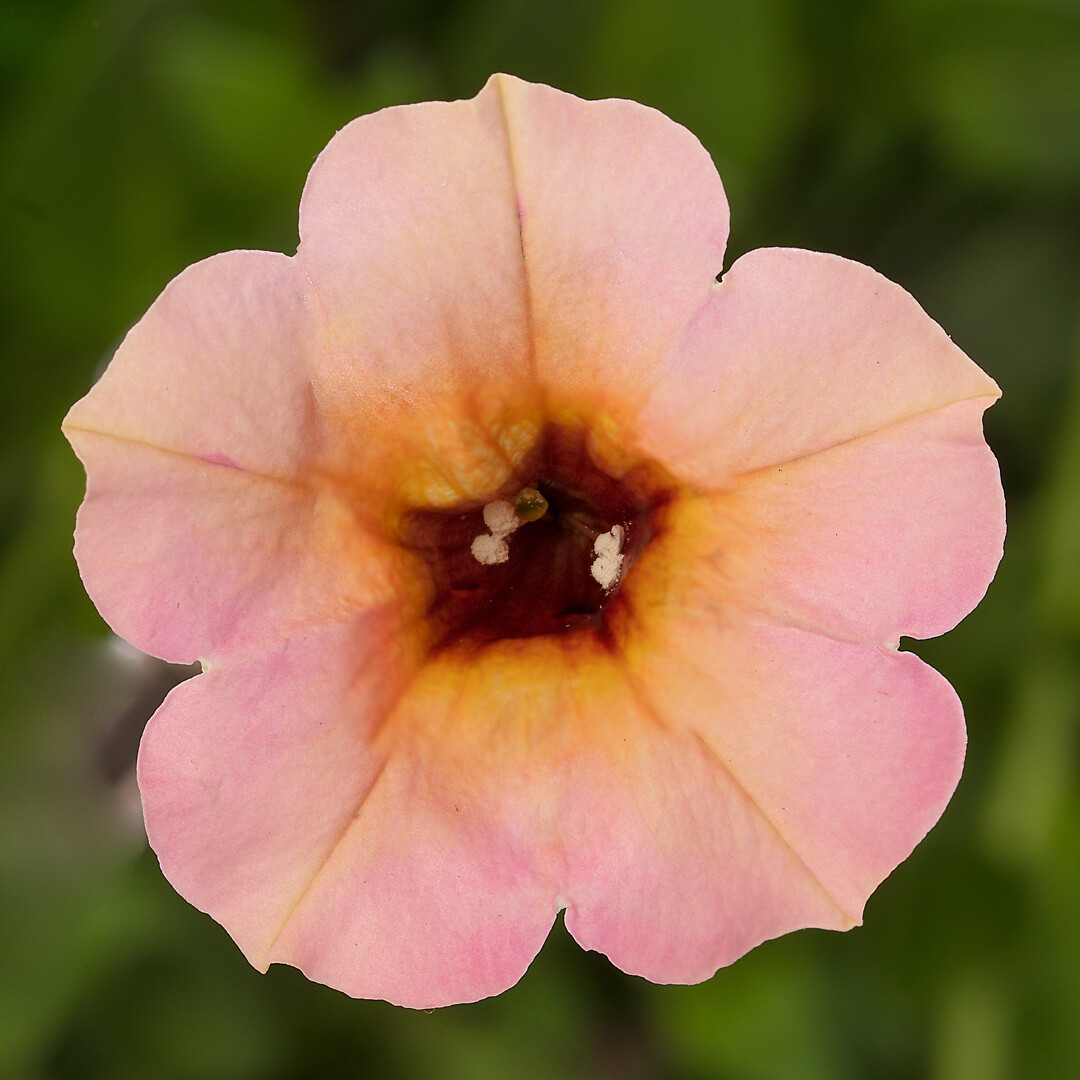 Petunia hybrid Dekko Sorbet