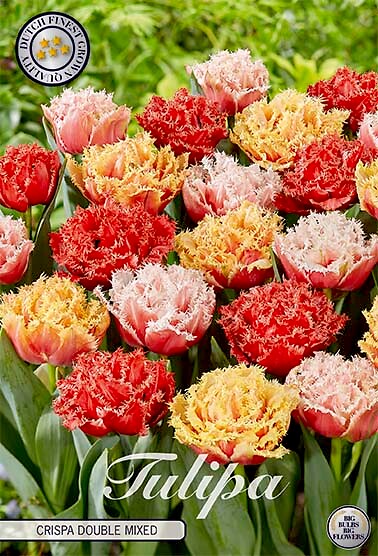 Tulipa Fringed Crispa Double Mix