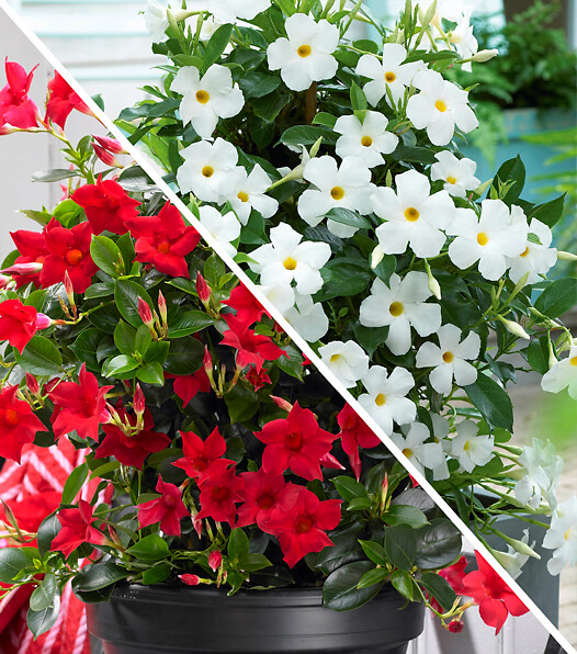 Mandevilla sanderi Sundaville® Bicolor (Red & White)