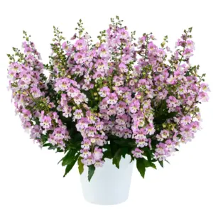 Angelonia angustifolia Alonia™ Big Bicolor Pink Imp