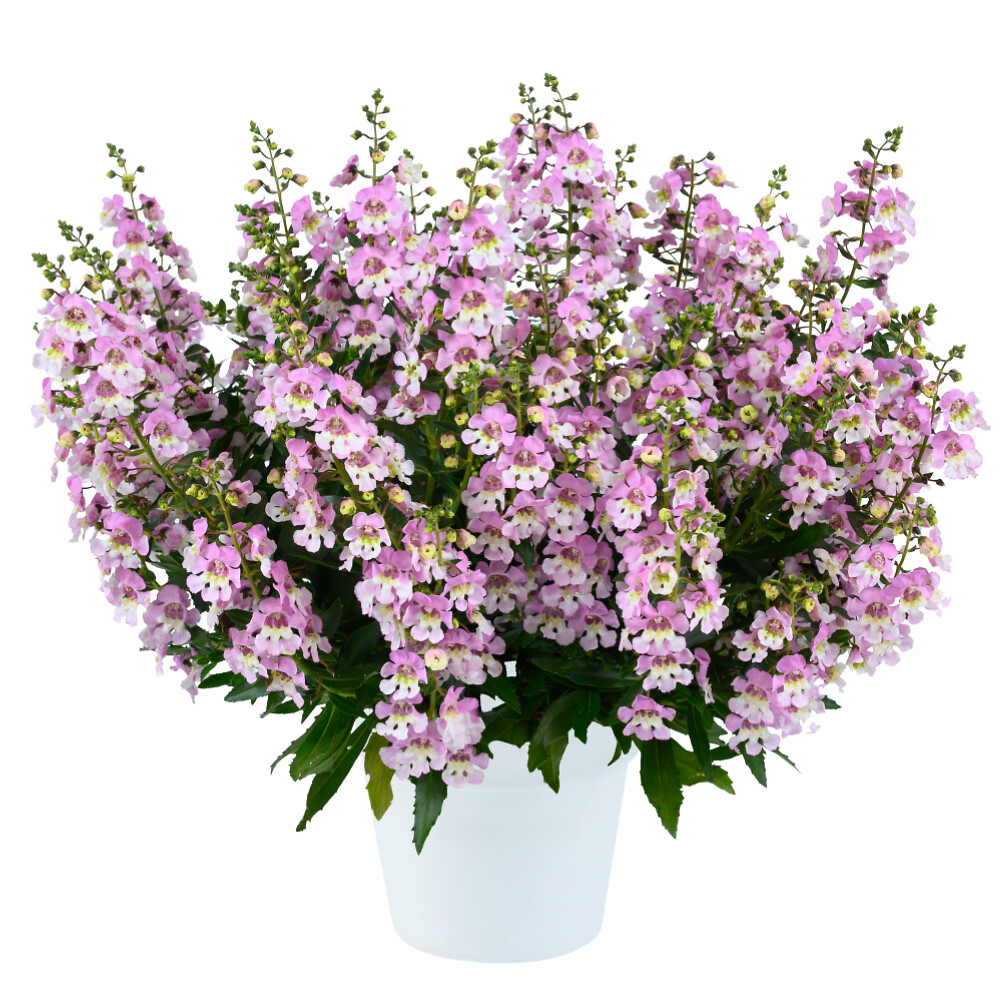Angelonia angustifolia Alonia™ Big Bicolor Pink Imp.