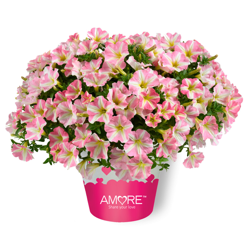 Petunia x atkinsiana Amore™ Princess Pink