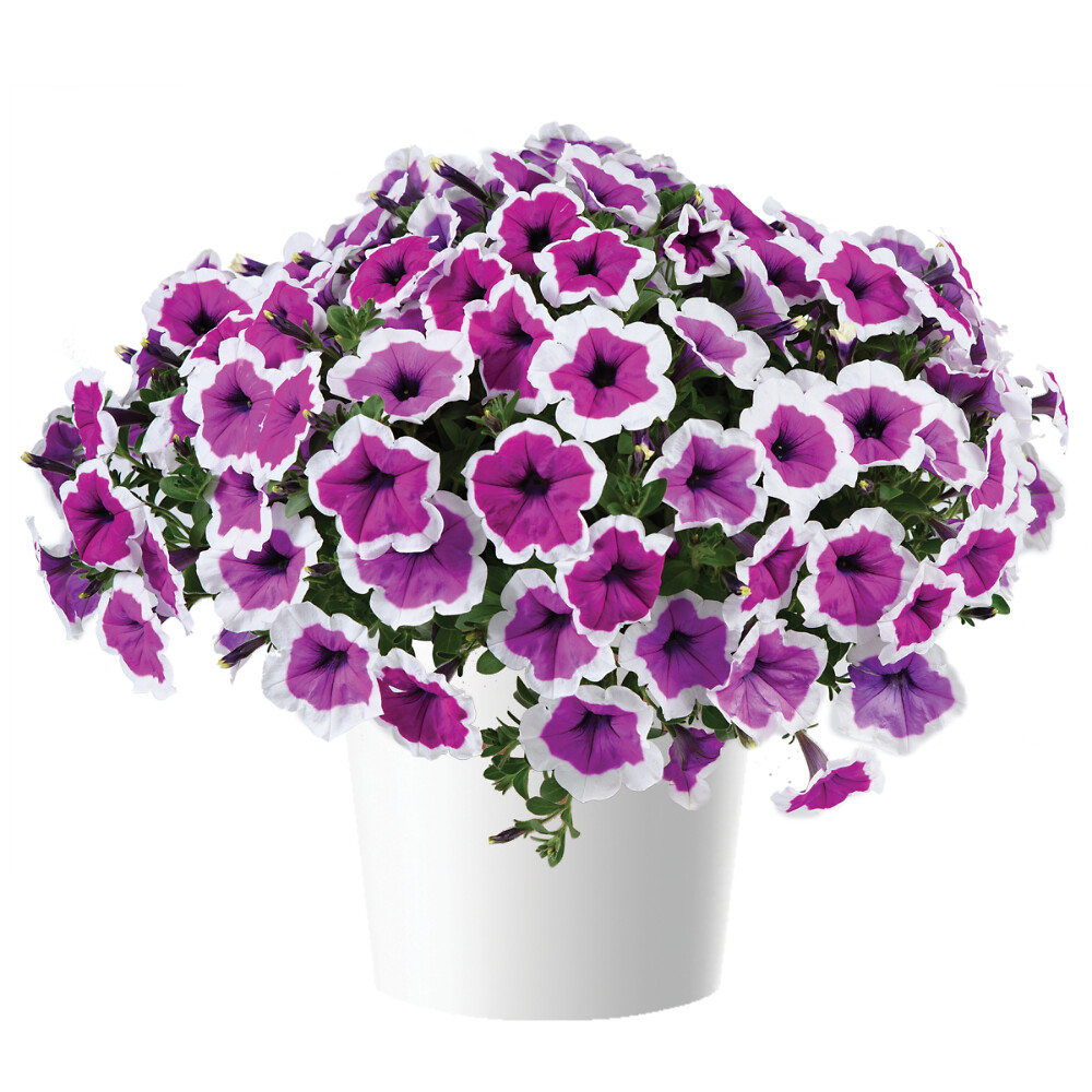 Petunia x atkinsiana Red Carpet  RIMarkable