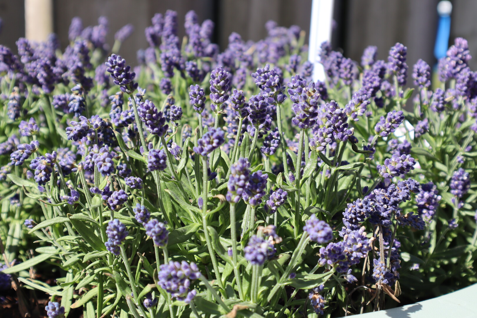 Lavandula angustifolia Not Normal® Compact Blue