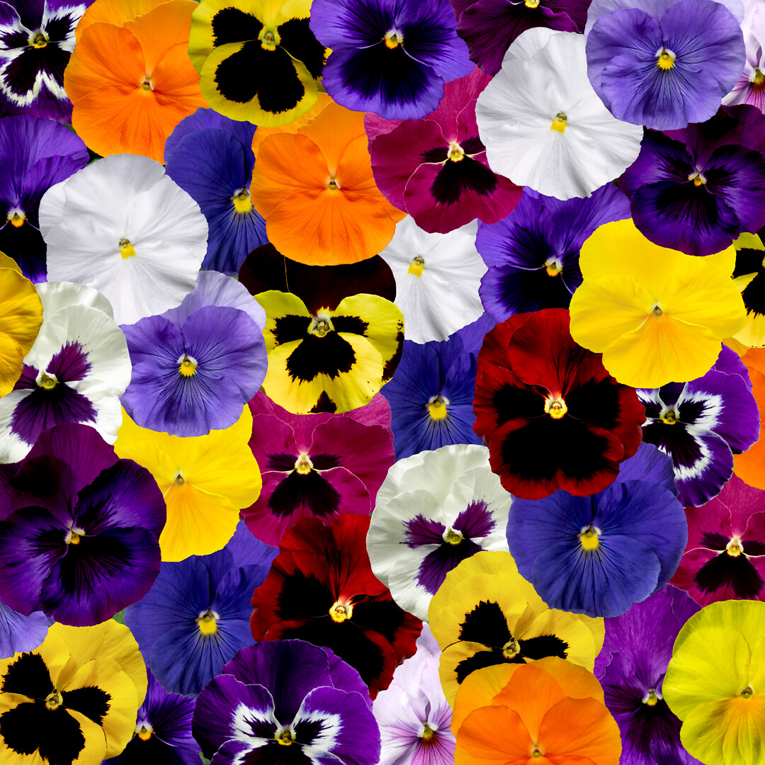 Viola wittrockiana Delta® Pro All Colors Mix