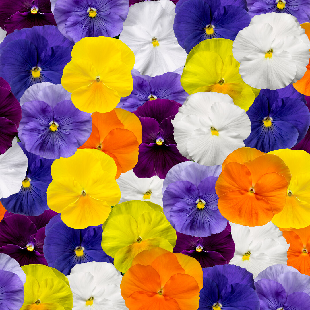 Viola wittrockiana Delta® Pro Clear Colors Mix