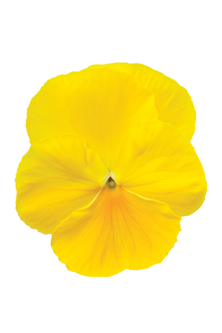 Viola wittrockiana Delta® Pro Clear Lemon