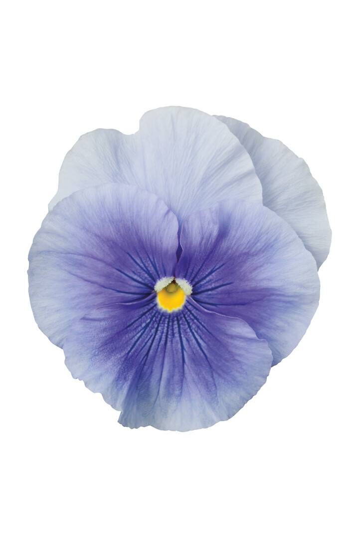 Viola wittrockiana Delta® Pro Clear Light Blue