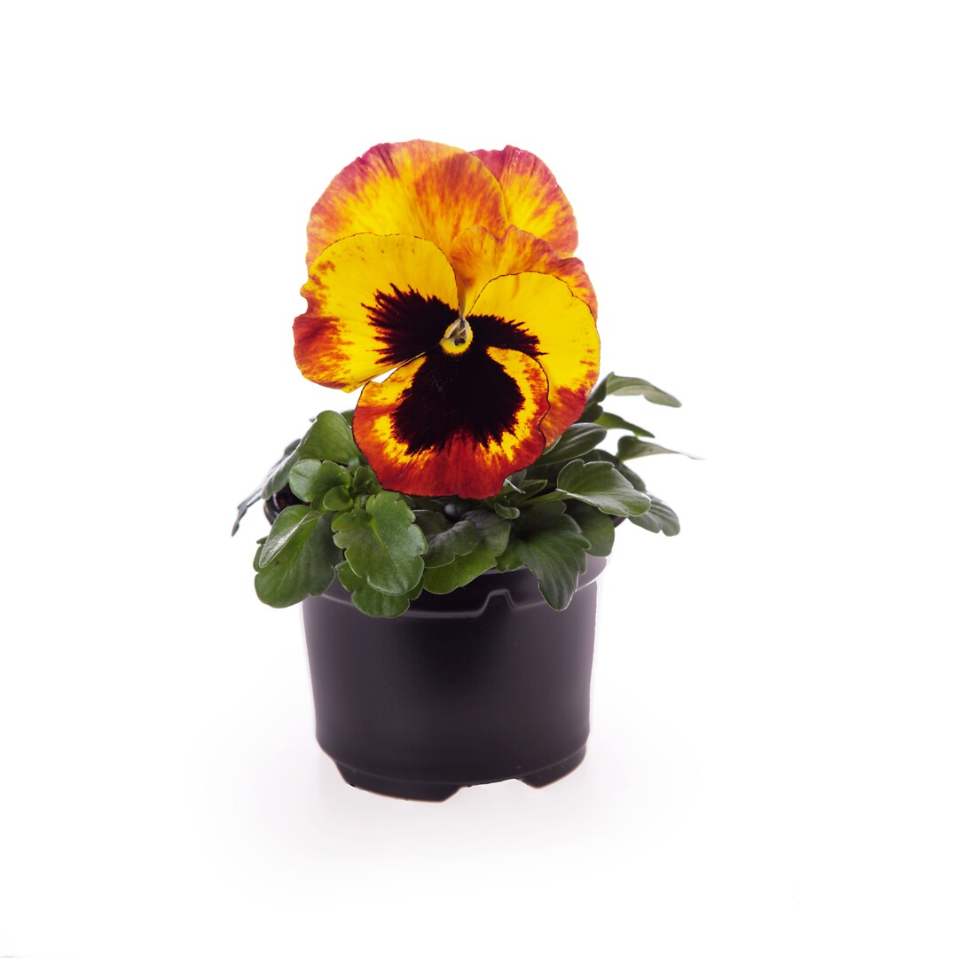 Viola wittrockiana Delta® Pro Fire Improved