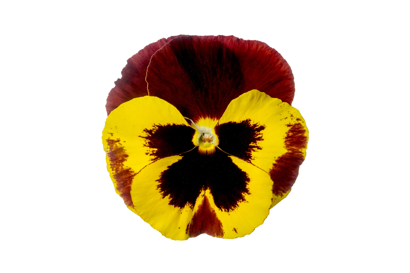 Viola wittrockiana Delta® Pro Yellow With Red Wing
