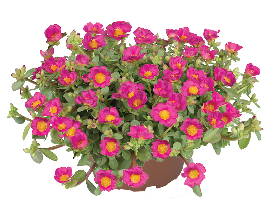 Portulaca umbraticola Chiqui Fuchsia