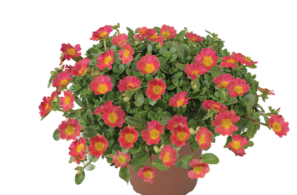 Portulaca umbraticola Chiqui Hot Pink