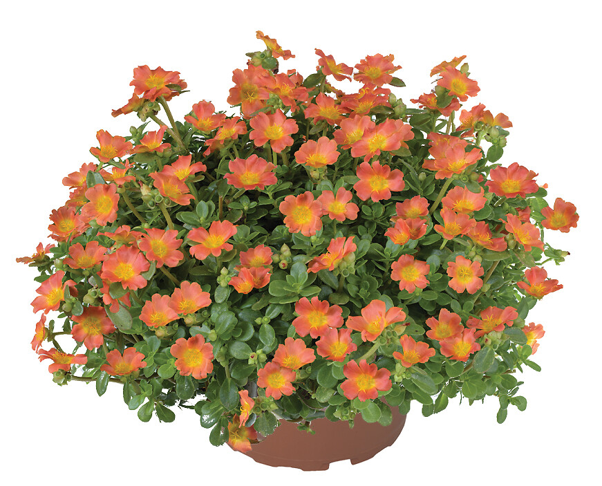 Portulaca umbraticola Chiqui Orange