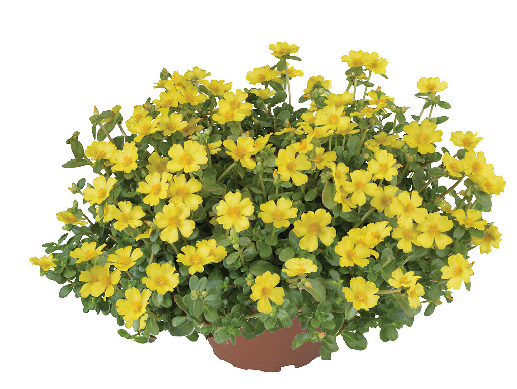 Portulaca umbraticola Chiqui Yellow