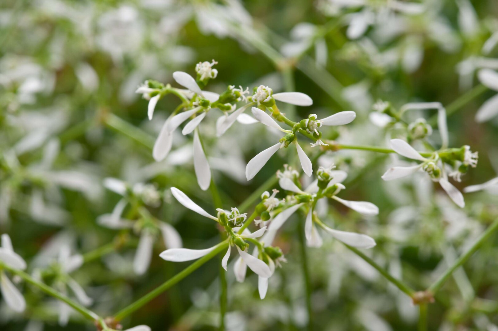 Chamaesyce hypericifolia Diwali Shower