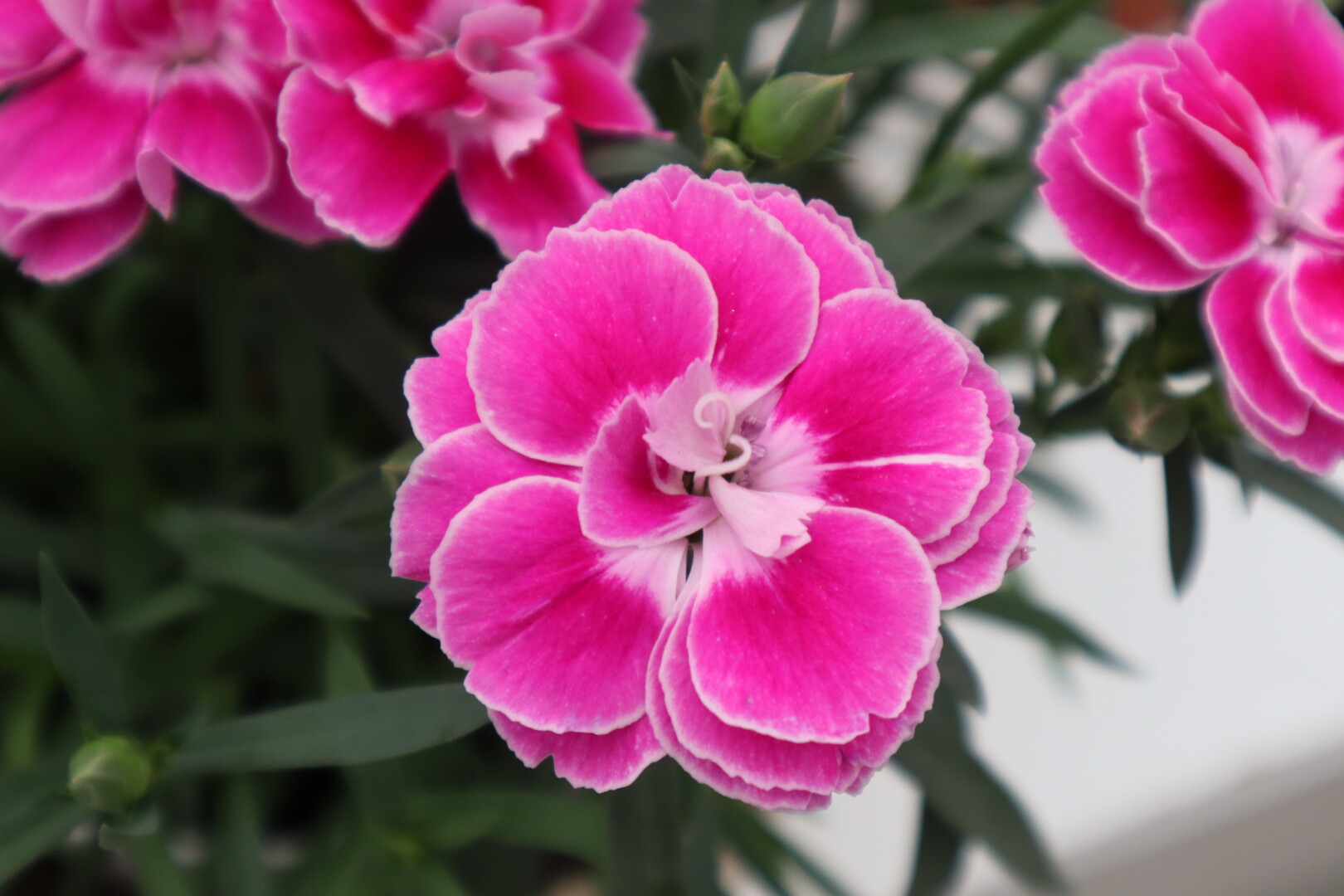 Dianthus caryophyllus Capitan Aura