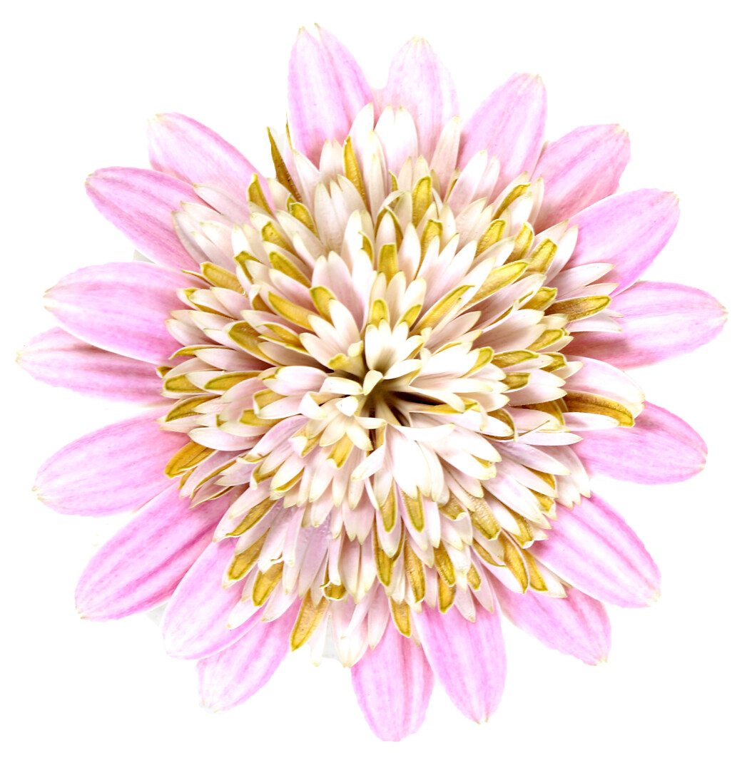 Osteospermum ecklonis Señorita® Double Lovely Pink