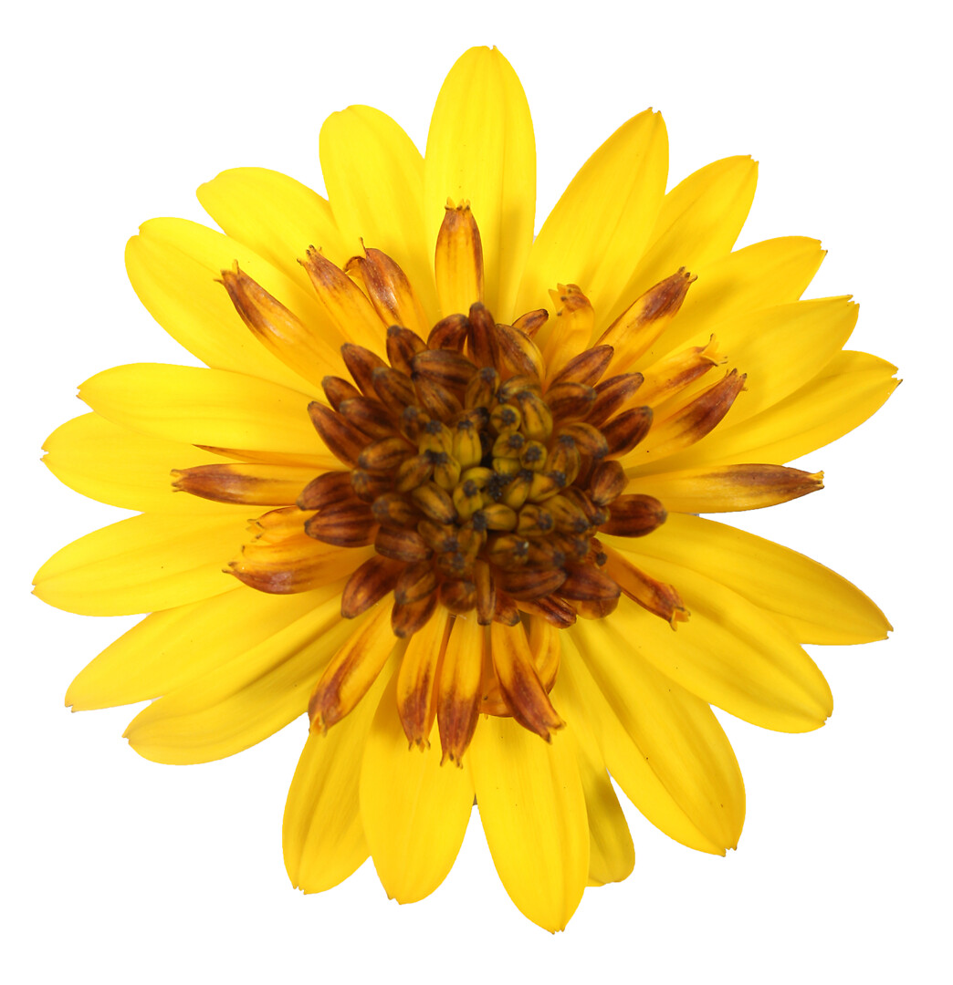 Osteospermum ecklonis Señorita® Double Yellow
