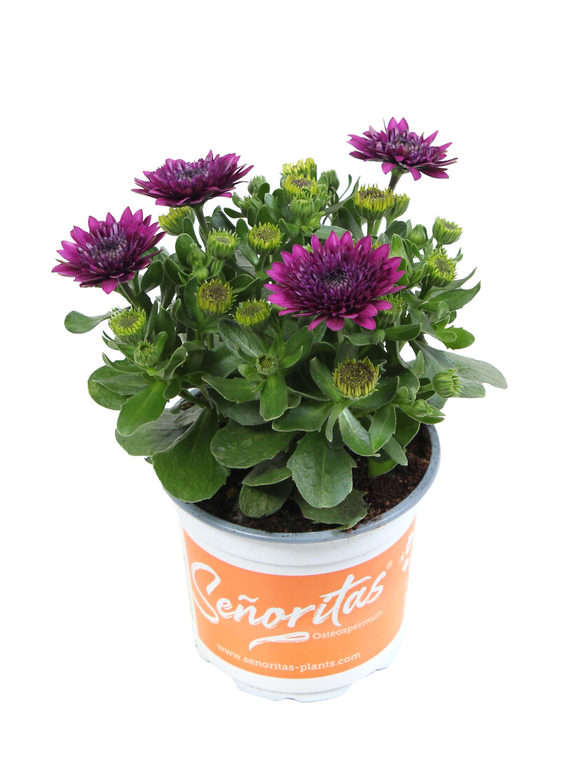 Osteospermum ecklonis Señorita® Double Purple