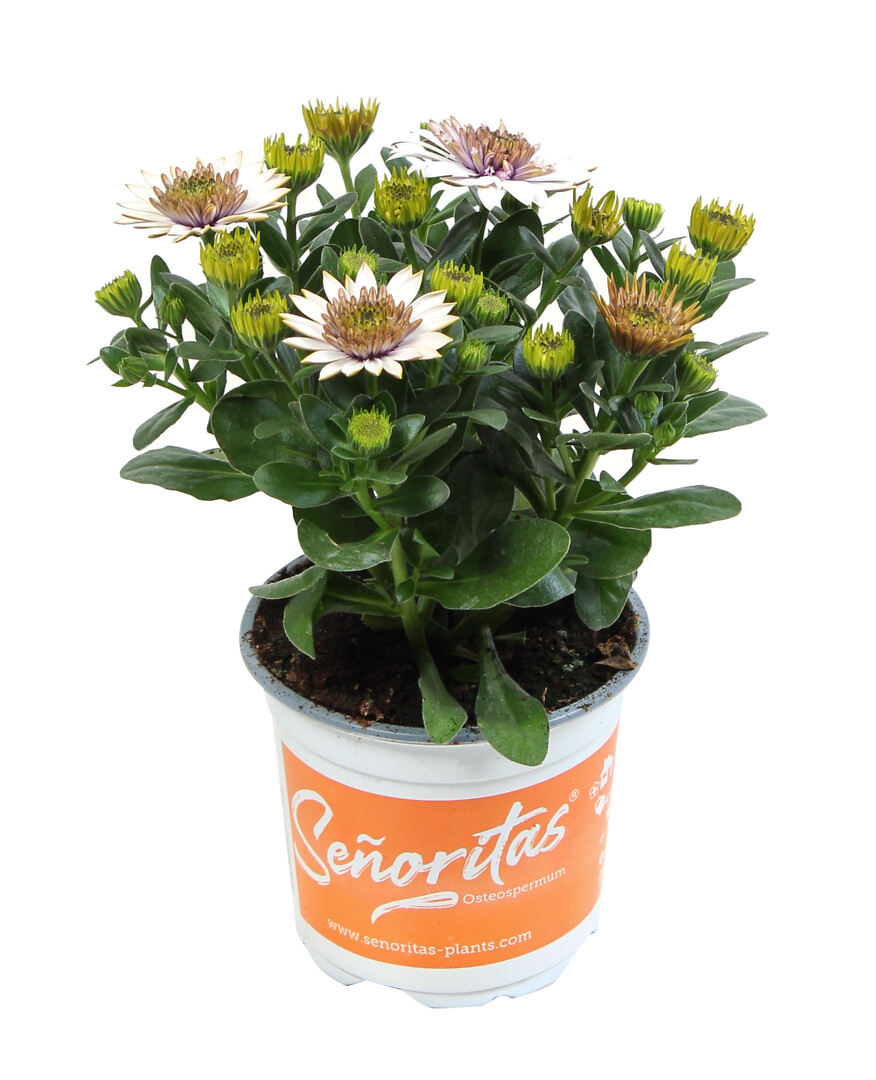 Osteospermum ecklonis Señorita® Double White