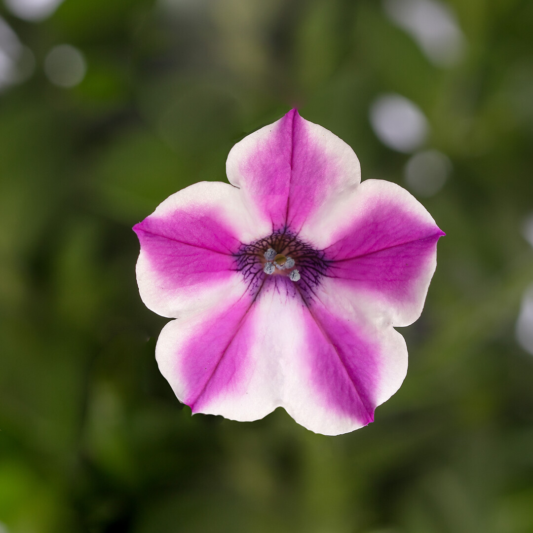 Petunia hybrid Dekko Pinwheel Purple
