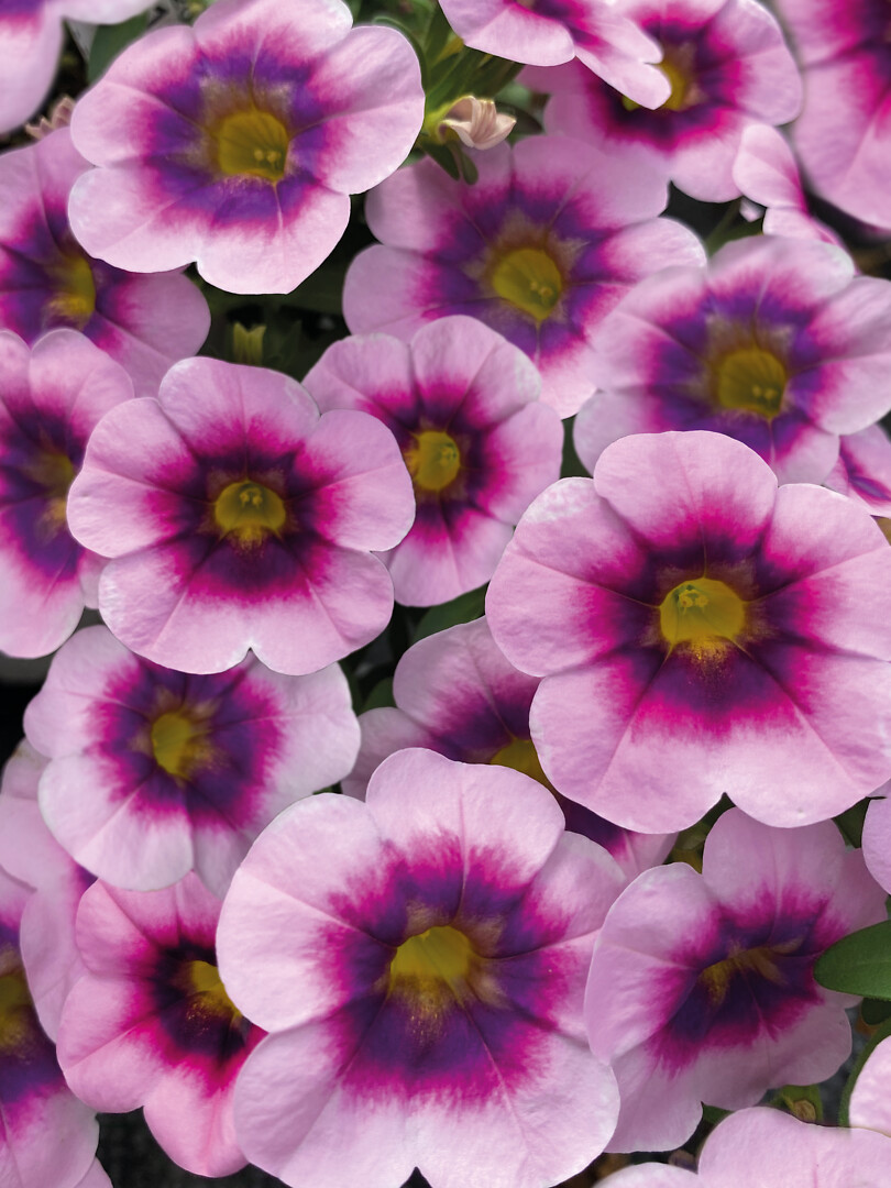 Calibrachoa Caliloco Illusion