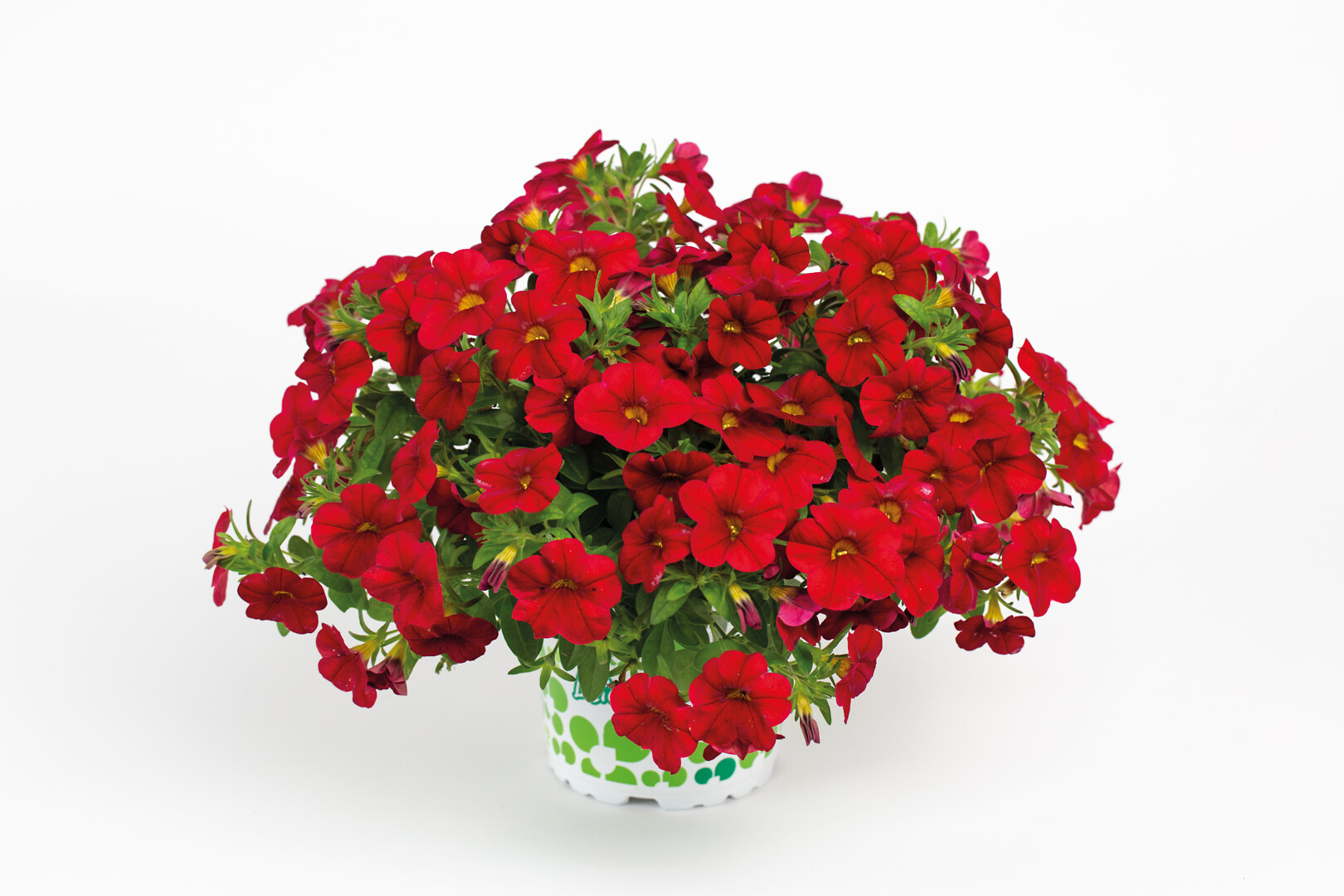 Calibrachoa Calitastic® Bright Red