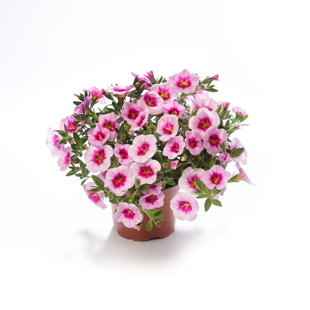 Calibrachoa Cabrio Pink Eclipse
