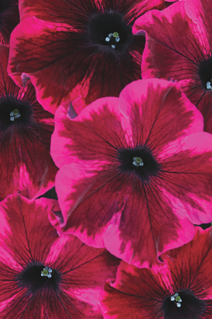 Petunia hybrid Crazytunia® Cosmic Purple