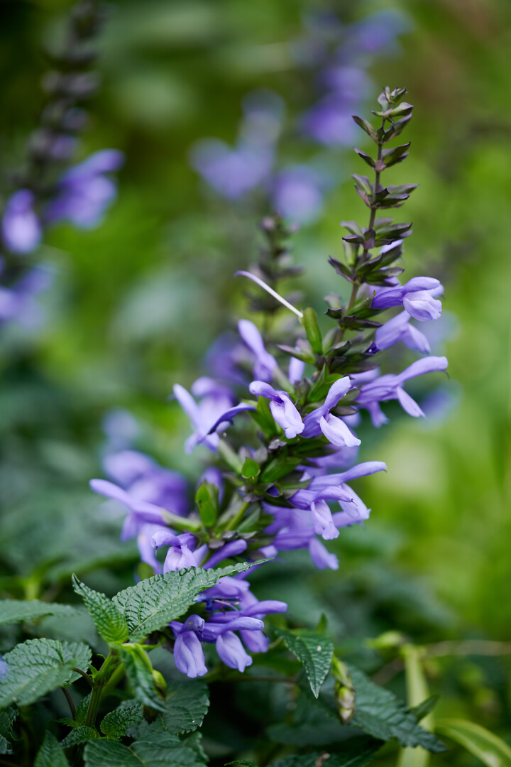 Salvia hybrid Salgoon® Lake Como