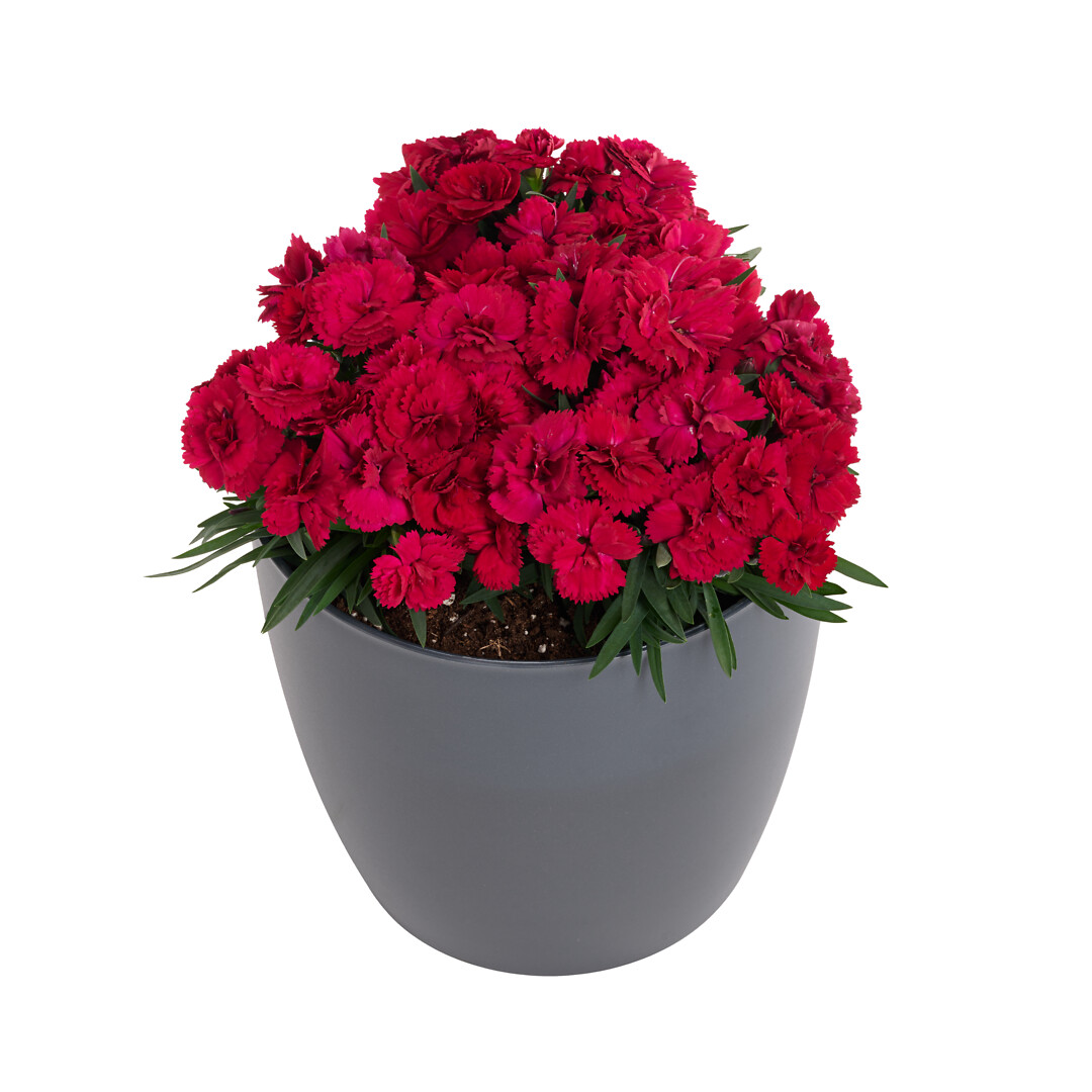 Dianthus caryophyllus Sunflor® Jackie