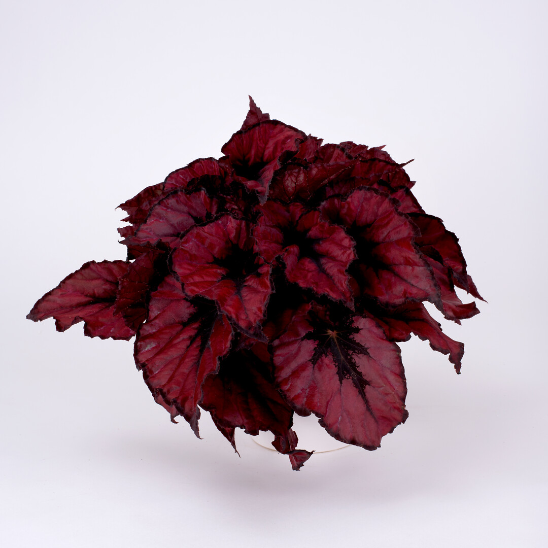 Begonia rex hybrid Special Collection Kohala Red®