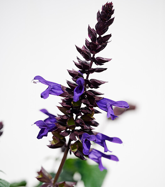 Salvia hybrid Salgoon® Lake Onega Imp