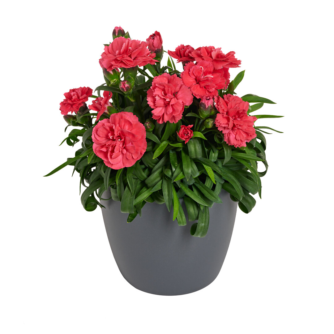 Dianthus caryophyllus Sunflor® Magic Beetle